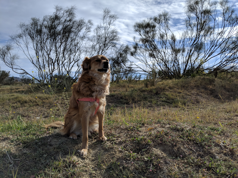 Pixel 3 XL